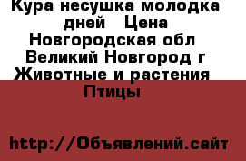 Кура несушка молодка 120-140 дней › Цена ­ 450 - Новгородская обл., Великий Новгород г. Животные и растения » Птицы   